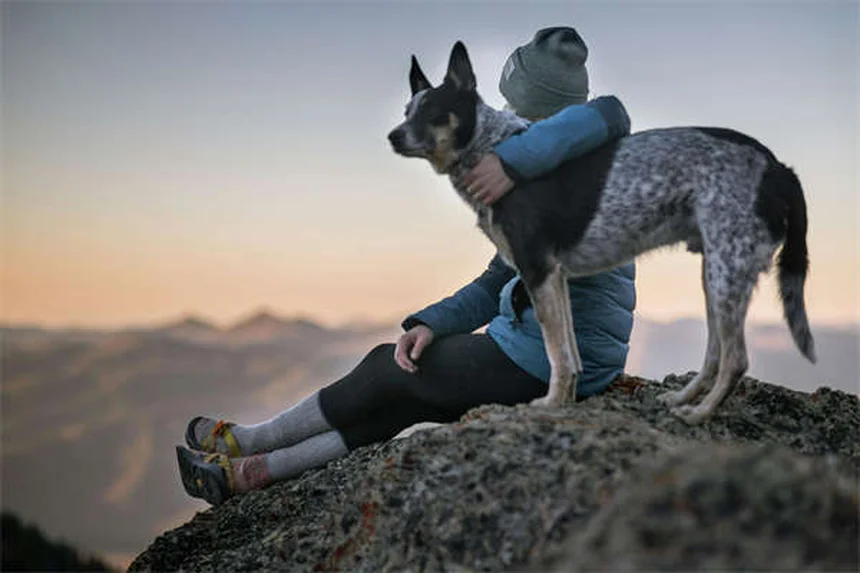 Limpeza dentária para pets: anestesia é realmente necessária?