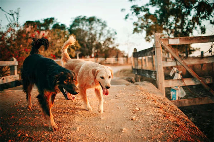 Limpeza dentária para pets: anestesia é realmente necessária?