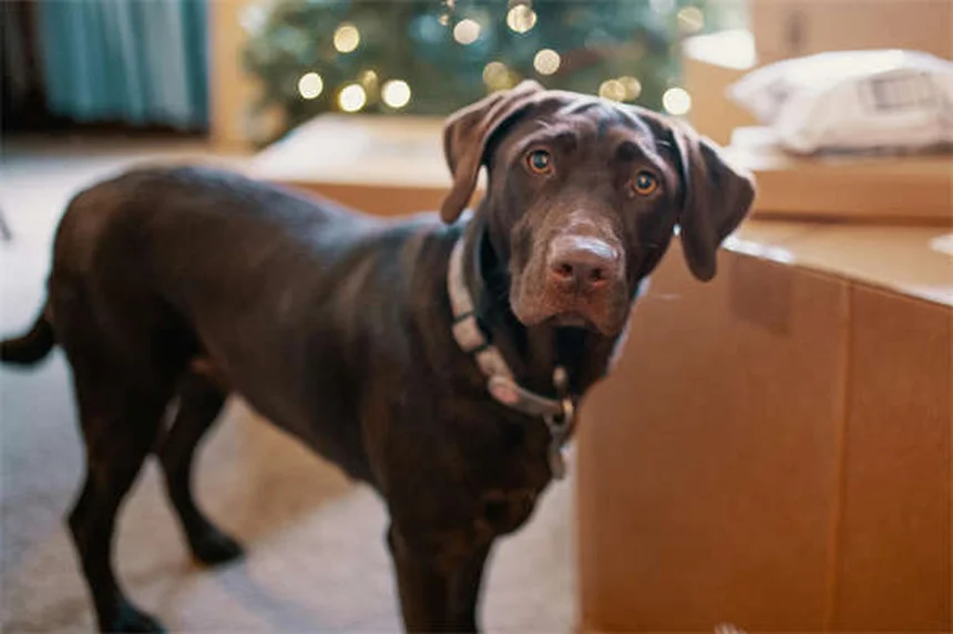 Levetiracetam para Cães e Gatos: Tudo o que Você Precisa Saber