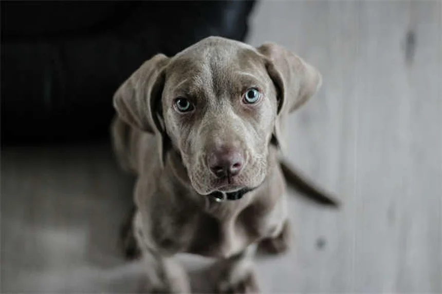 Levetiracetam para Cães e Gatos: Tudo o que Você Precisa Saber