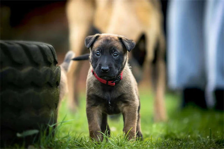 7 Cuidados Essenciais para Manter Seu Pet Saudável e Feliz