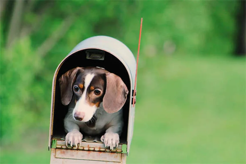 Amantadina para cães: como aliviar a dor do seu pet de forma segura
