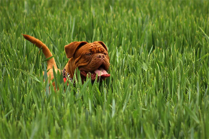 5 Dicas Essenciais para Proteger Seu Cão em Churrascos de Verão