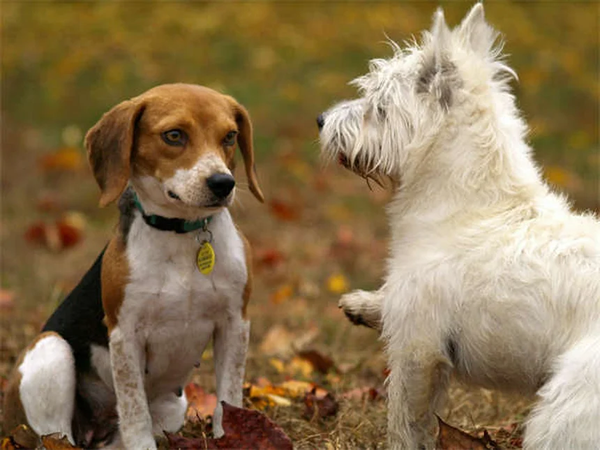 5 Dicas Essenciais para Proteger Seu Cão em Churrascos de Verão