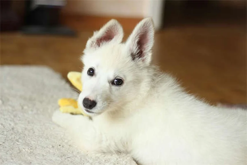 Coelhos como pets: 7 cuidados essenciais que você precisa saber