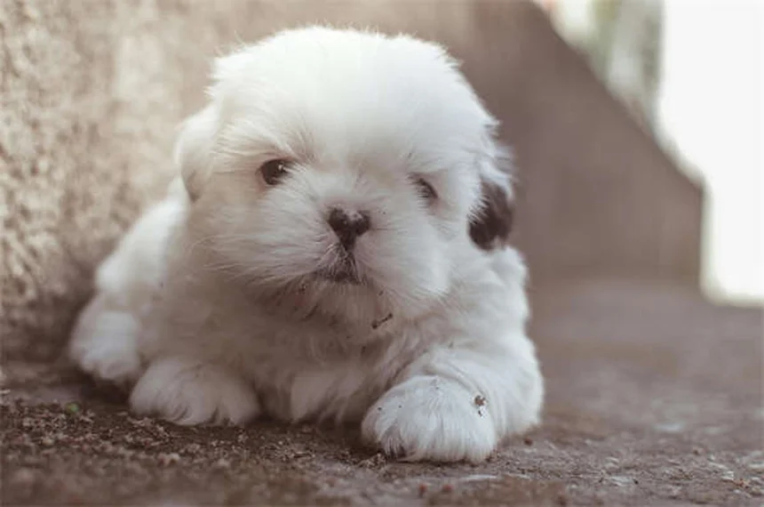 Coelhos como pets: 7 cuidados essenciais que você precisa saber