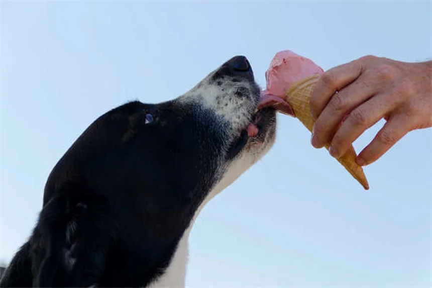 Piometra em Coelhos: Sintomas, Tratamento e Como Prevenir