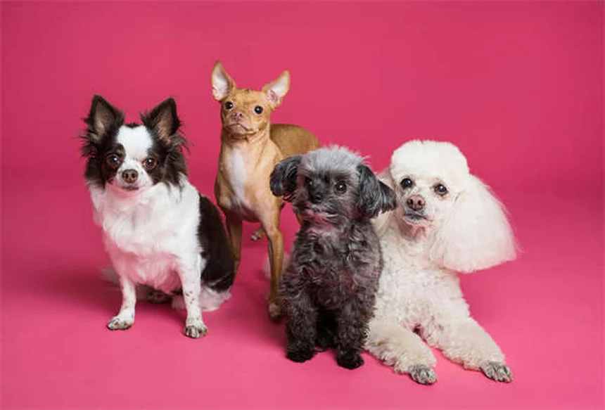 TOC em Cães: 7 Sinais que Todo Dono Precisa Conhecer