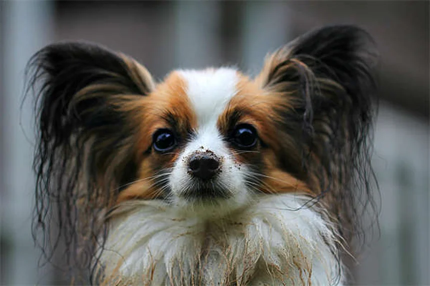 Prazosin para pets: como funciona e quando usar?