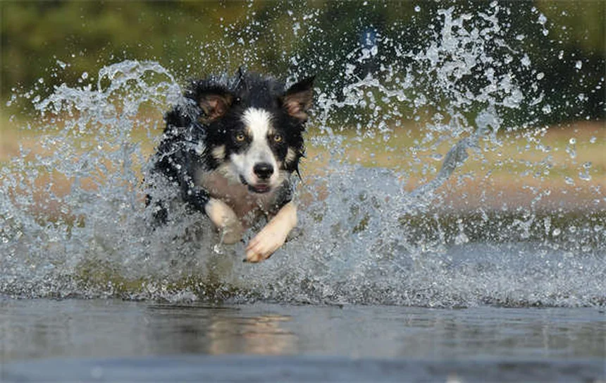 Buspirona para cães: como funciona e quando usar (guia completo)