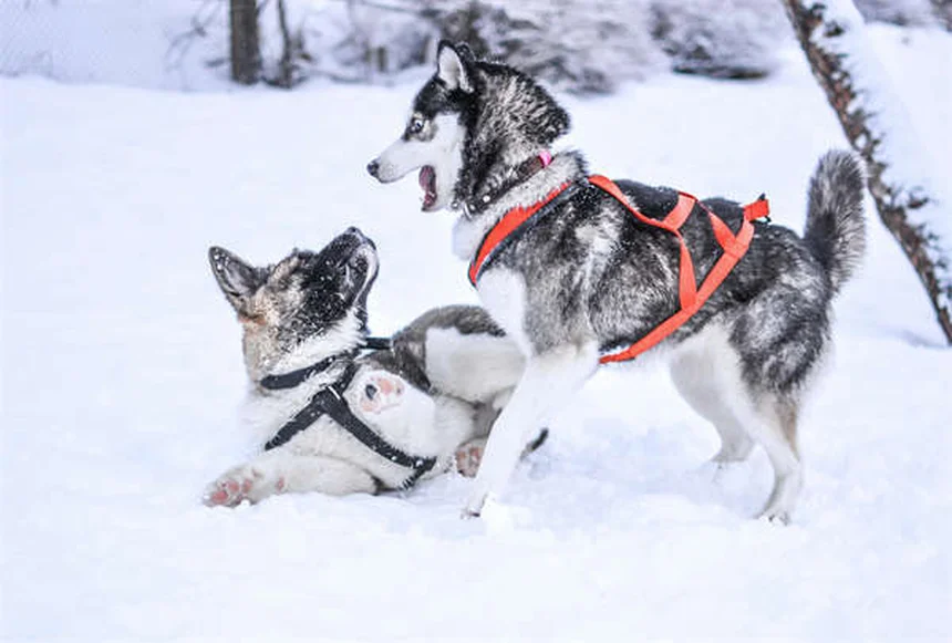 Quanto tempo vive um cão? Tudo sobre expectativa de vida canina