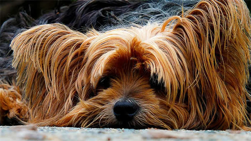Clorfeniramina para Pets: Alívio Seguro para Alergias em Cães e Gatos