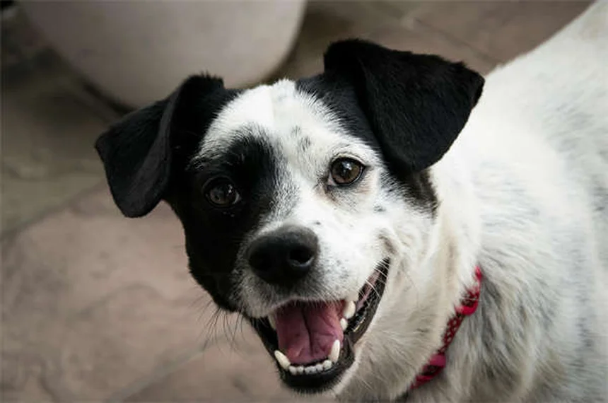Como acalmar seu filhote na primeira noite em casa: 5 dicas essenciais