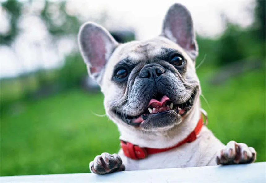 5 Sinais de Que Seu Cão Está Morrendo de Insuficiência Cardíaca