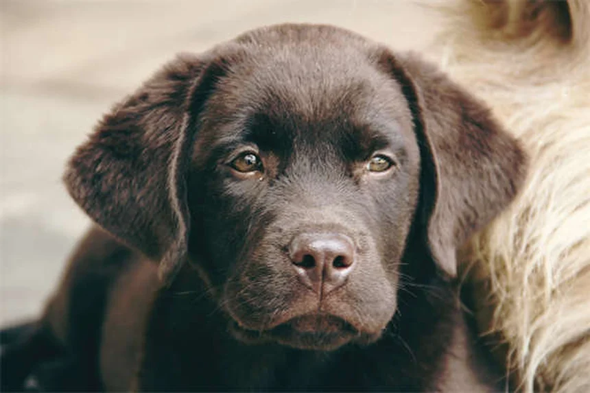 Anaplasmose canina: sintomas, tratamento e como proteger seu cachorro