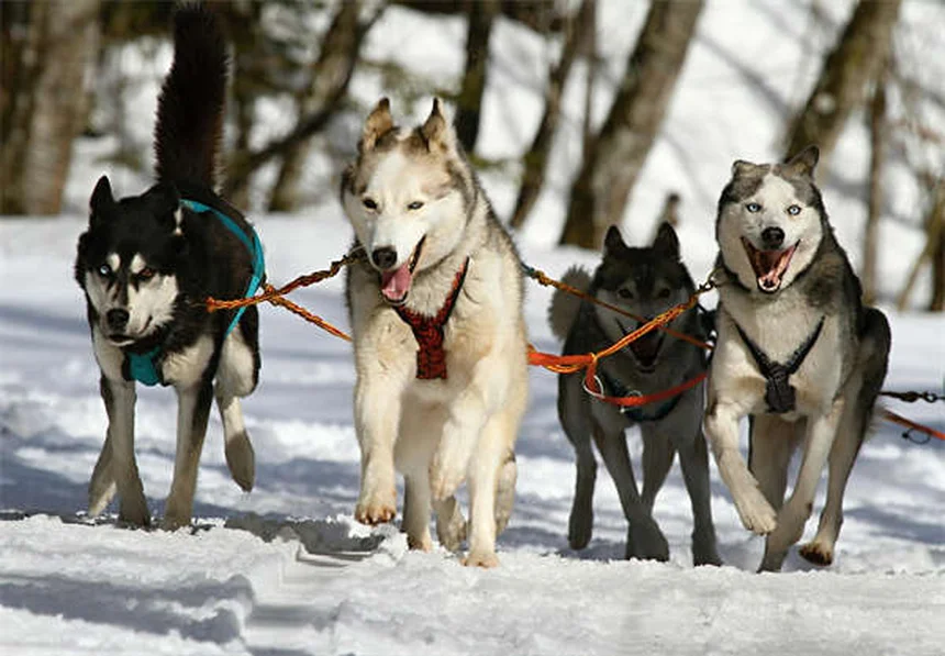 Kaopectate® para cães: quando usar e cuidados essenciais