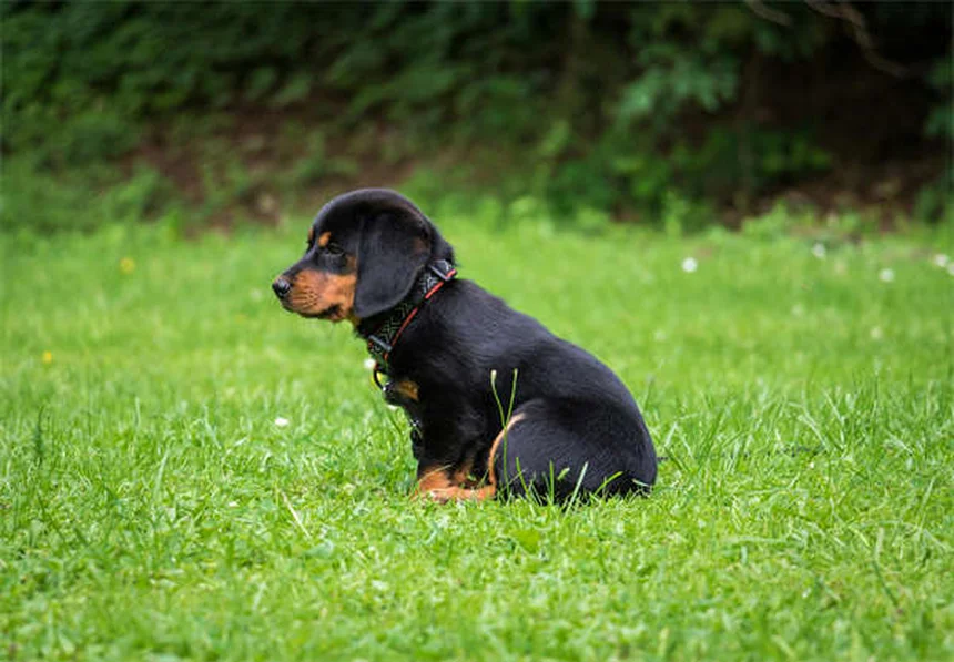 Buprenorfina para Pets: Tudo o que Você Precisa Saber