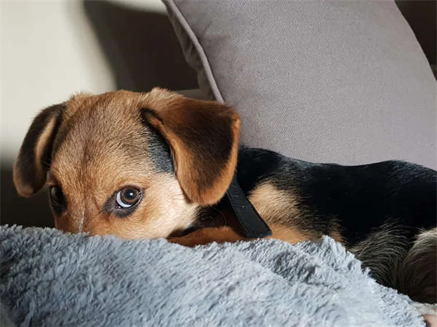 Por que os cães rolam na grama? Descubra os 5 motivos surpreendentes!
