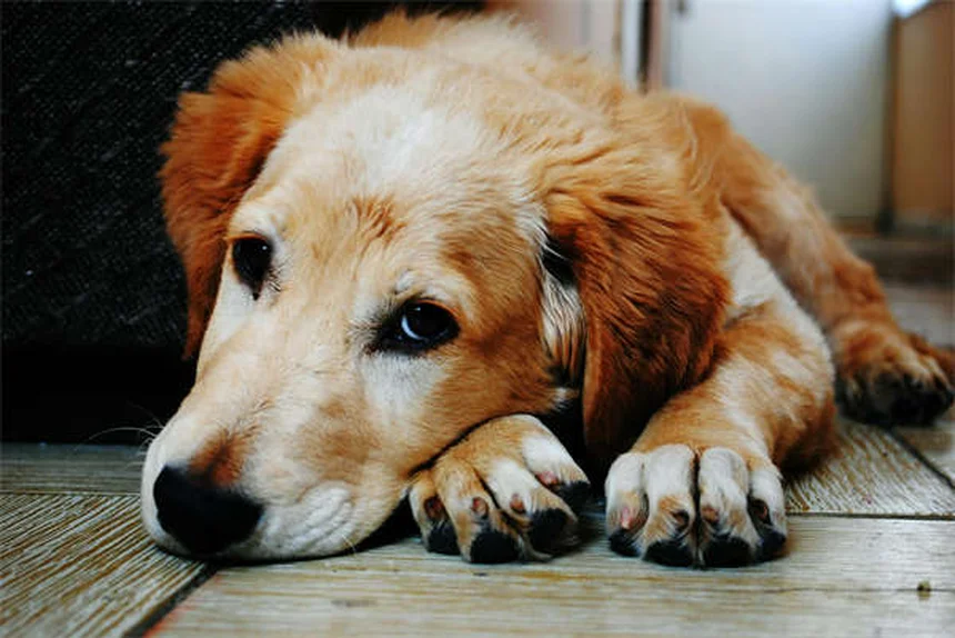 Siringomielia em Cães: Tudo o Que Você Precisa Saber Sobre SM e CM