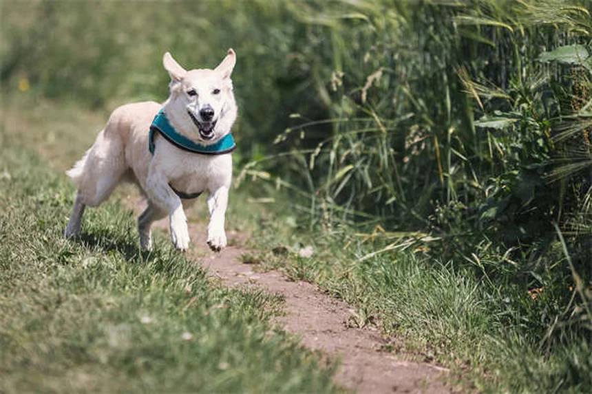 Carrapatos-veados: como proteger sua família e pets desses perigos?