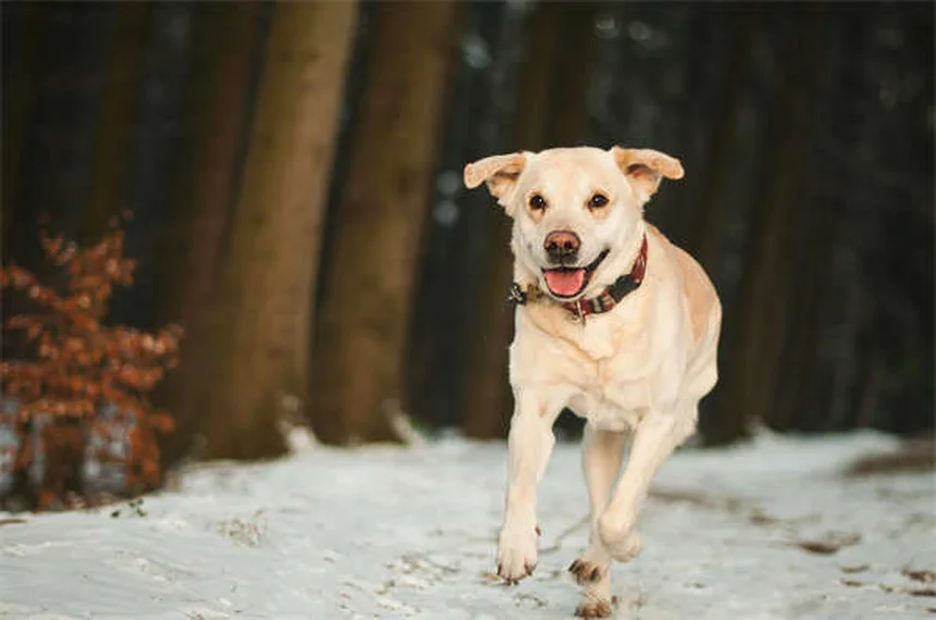 18 Raças de Cães que Adoram Água: Descubra o Seu Companheiro Aquático Ideal