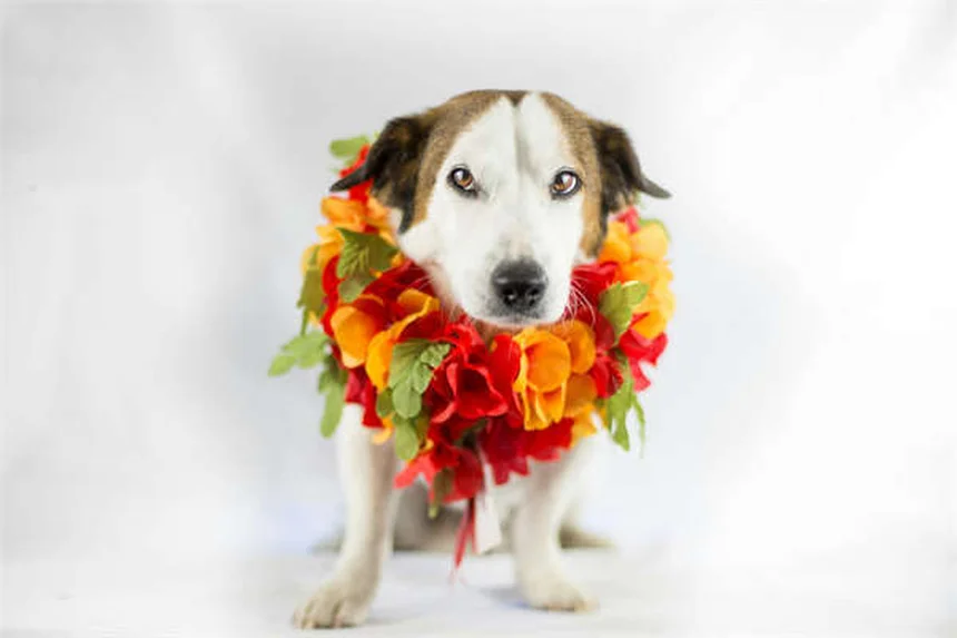 Encefalite em Cavalos: Sintomas, Tratamento e Como Prevenir