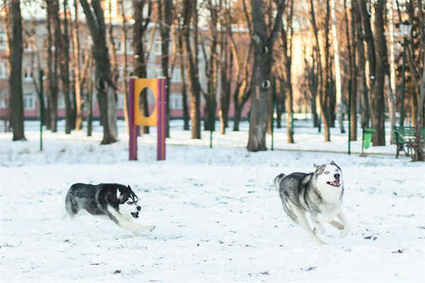 Como mudar a comida do seu cão sem estresse: guia completo
