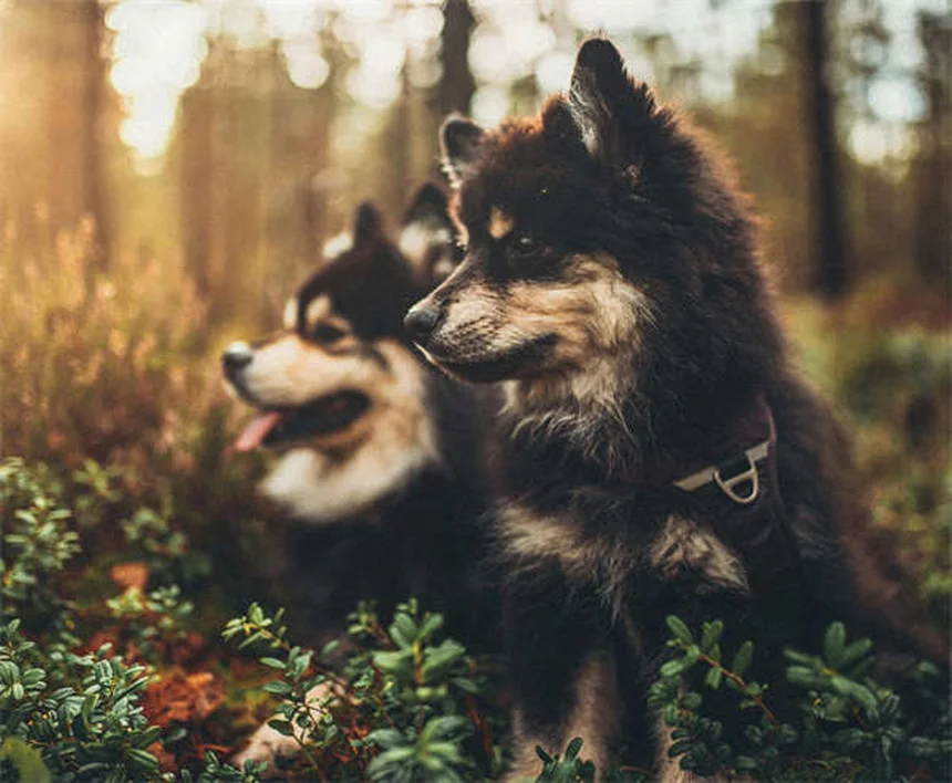 Por que seu cão odeia o parque canino? 5 motivos surpreendentes