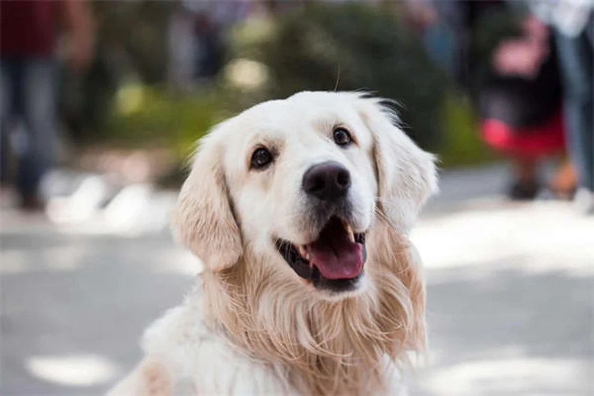 25 Raças de Cães Fofinhos Que Você Vai Querer Acariciar Imediatamente
