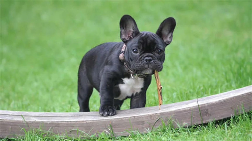 Treino de Agilidade para Cães: Guia Completo para Iniciantes