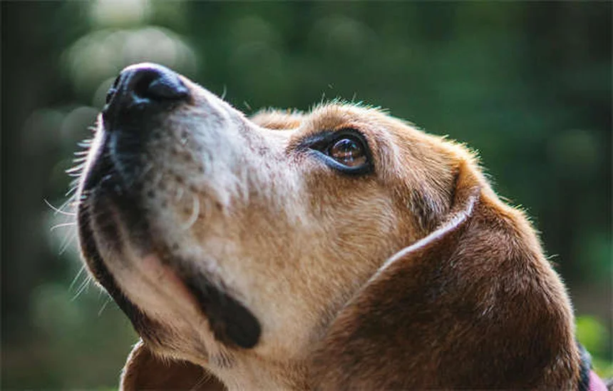Óleos Essenciais para Cães: Perigos e Alternativas Seguras