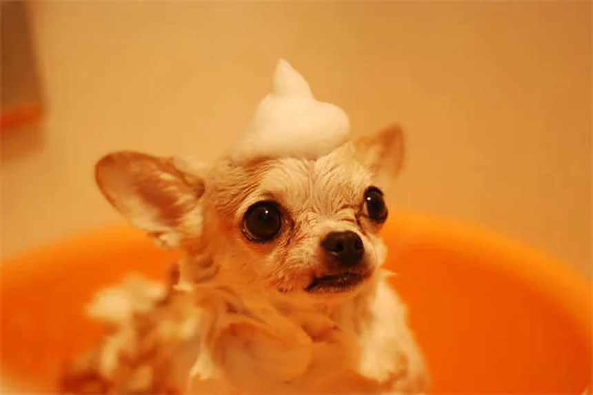 Óleos Essenciais para Cães: Perigos e Alternativas Seguras