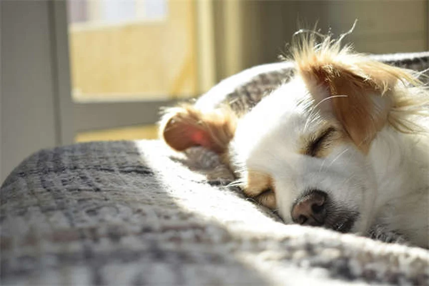 Garrano: Tudo Sobre o Cavalo Português Mais Resistente