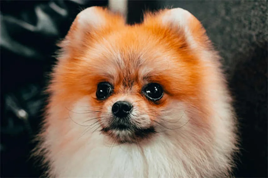 Como ensinar seu cão a dizer "por favor" em 5 passos simples