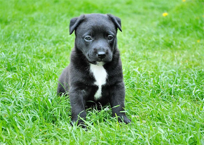 6 Razões Pelas Quais Seu Cão Cheira Mal (e Como Resolver)