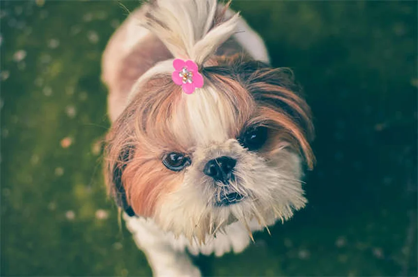 Puppy Strangles: O Que É e Como Tratar Essa Doença em Filhotes