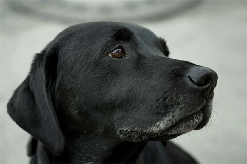 Imodium para cães: posso dar e qual a dose segura?