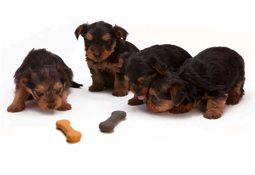 Como acalmar um cão hiperativo: 5 dicas infalíveis para donos exaustos