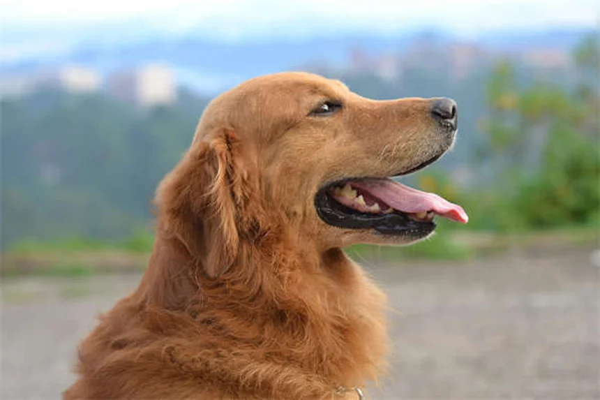 Como acalmar um cão hiperativo: 5 dicas infalíveis para donos exaustos