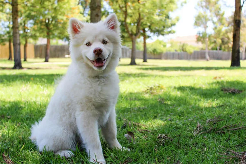 Por que a perda de um cachorro dói mais que perder um parente?