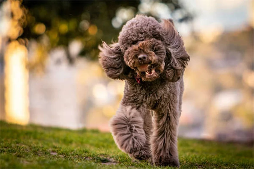 Por que a perda de um cachorro dói mais que perder um parente?